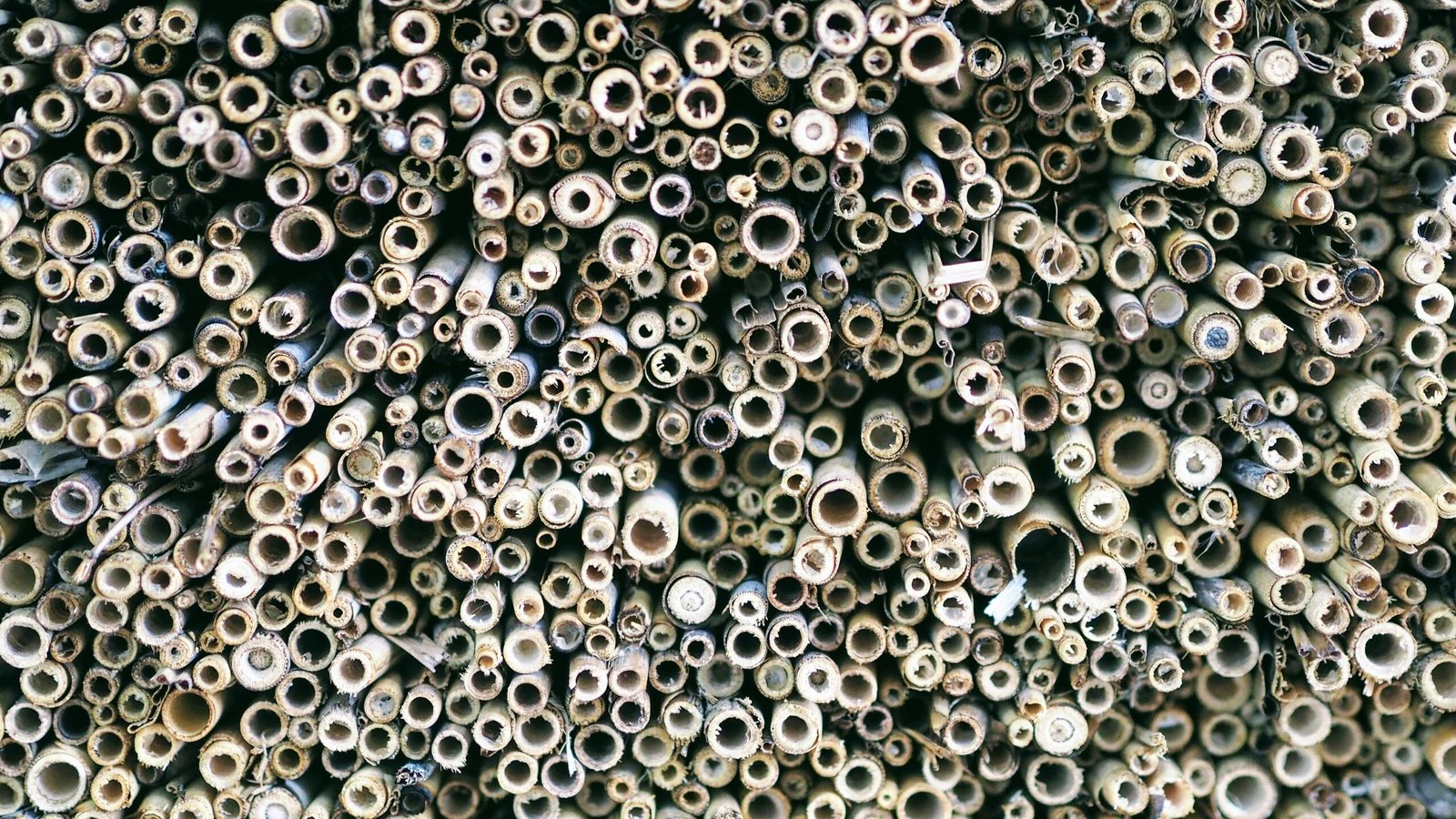 ChatGPT rolls out Codex, an AI tool for software programming