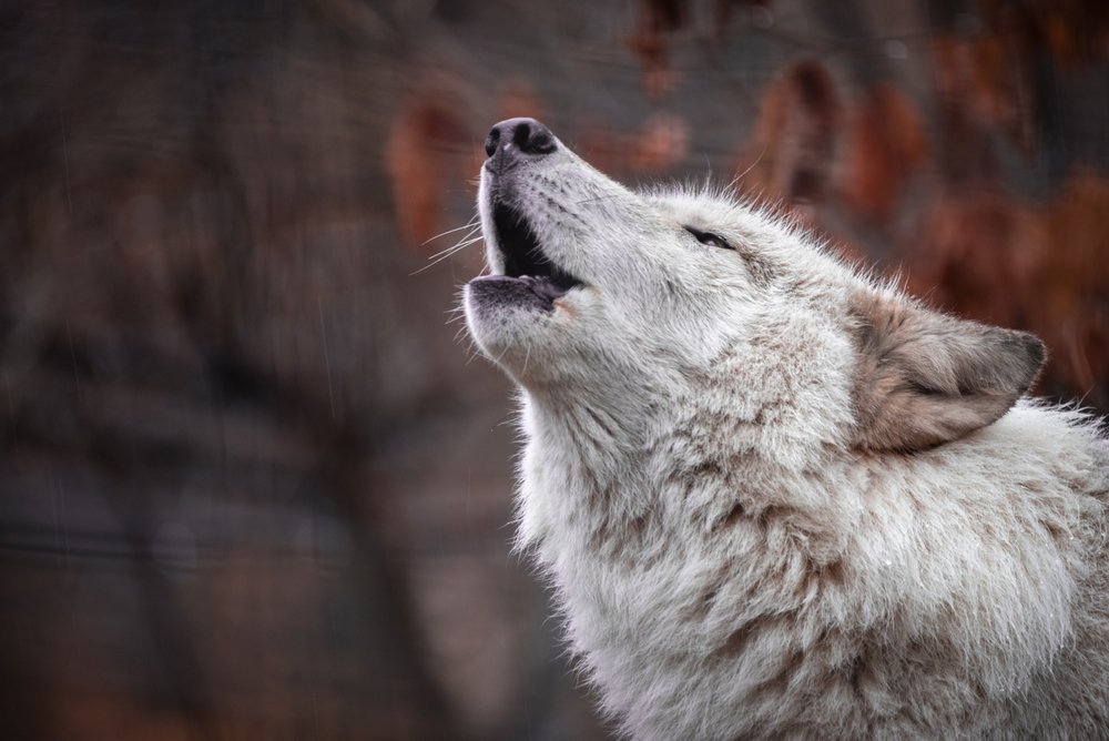 Harnessing Artificial Intelligence to Unveil the Mysteries of Yellowstone Wolf Populations